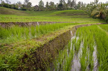 Fototapeta na wymiar Rice Fields of Bali, Indonesia. Countries from all over the world come to Bali to study their gravity fed irrigation techniques in the rice fields. All water comes from the mountains on the island.