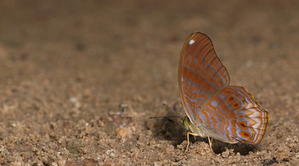Butterfly, Butterflies feed on green leaf, Royal Assyrian ( Terinos terpander )