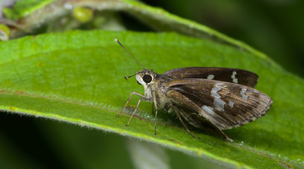 Butterfly, Butterflies feed on green leaf, Tree Flitter ( Hyarotis adrastus )