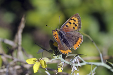 Lycaena phlaeas / Argus bronzé