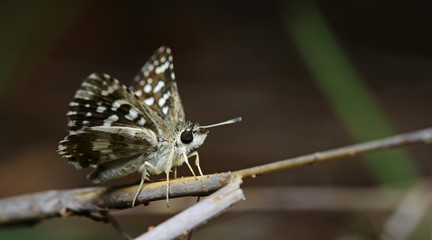 Butterfly, Butterflies rest on twigs, Indian Skipper ( Spialia galba )