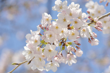 満開の桜