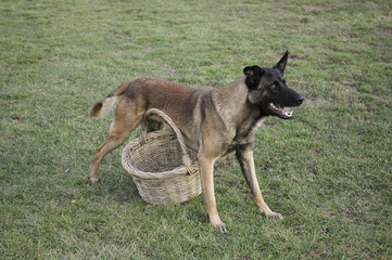 Chien / Race Malinois