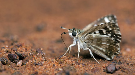 Butterfly, Butterflies feed on ground, Indian Skipper ( Spialia galba )