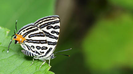 Butterfly, Butterflies feed on the flower, Club Silverline ( Spindasis syama )