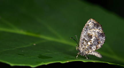 Butterfly, Butterflies feed on green leaf, Pale Mottle ( Logania marmorata damis )