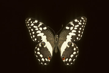 Papilio demodocus / Voilier des citronniers
