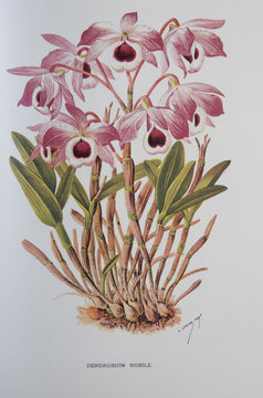 Illustration / Dendrobium nobile