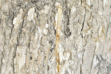 tree bark texture