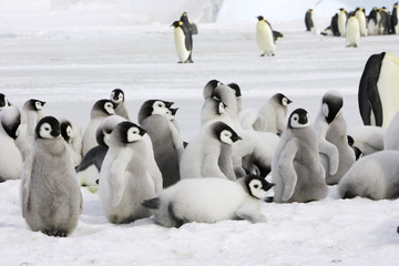 Aptenodytes forsteri / Manchot empereur