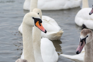 Obraz premium Swans on the water in winter. White swan close-up.