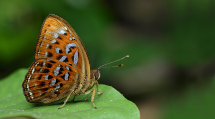 Larger Hariequin ( Taxila haquinus )