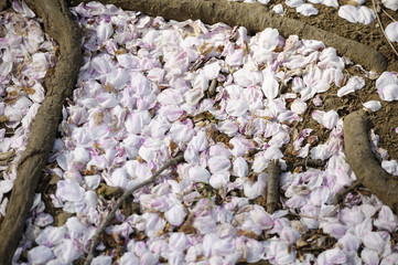 一面散った桜でピンク色になる地面