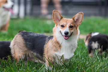 Photo of Welsh Corgi Dog Family Playing in Park on Green Grass. Pembroke Corgi Puppy Having Fun Outdoors