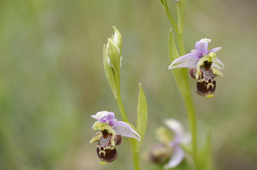 Ophrys scolopax / Ophrys bécasse