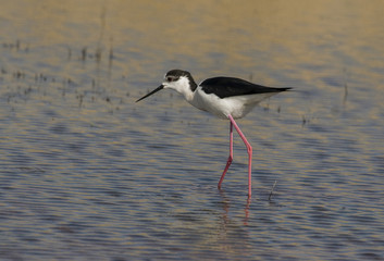 Himantopus himantopus / Echasse blanche