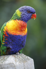 Trichoglossus haematodus / Loriquet à tête bleue
