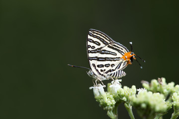 Fototapeta na wymiar Butterfly, Butterflies feed on the flower, Club Silverline ( Spindasis syama )