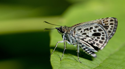 Butterfly, Butterflies feed on green leaf, Silver-breast Ace ( Sovia albipecta )
