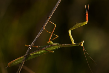 Mantis religiosa / Mante religieuse