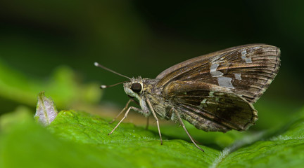 Butterfly, Butterflies feed on green leaf, Tree Flitter ( Hyarotis adrastus )