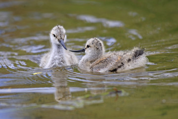 Recurvirostra avosetta / Avocette à nuque noire / Avocette élégante