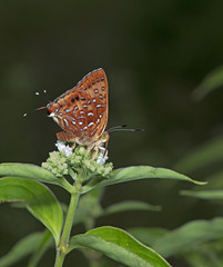 Butterfly, Butterflies feed on the flower, Aberrant Silverline ( Cigaritis vixinga )