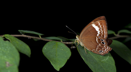 Fototapeta na wymiar Butterfly, Butterflies feed on green leaf, Abnormal Plum Judy ( Abisara abnormis )