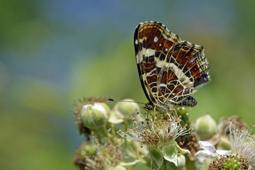 Araschnia levana / Carte géographique