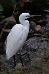 Little egret

