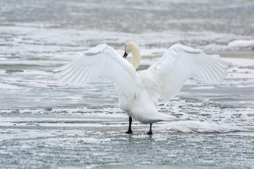 White swan on ice frozen sea. Winter.