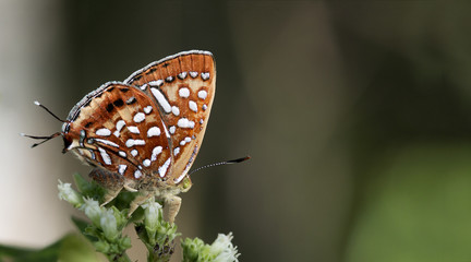 Butterfly, Butterflies feed on the flower, Aberrant Silverline ( Cigaritis vixinga )