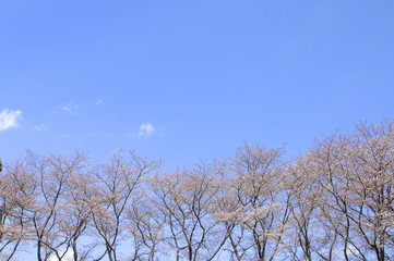 Obraz premium 青空と桜