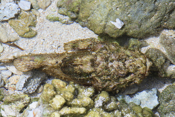 Synanceia verrucosa / Poisson pierre