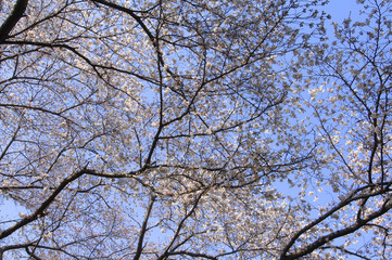 青空と桜