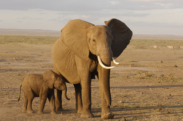 Fototapeta na wymiar Loxodonta africana / Eléphant d'Afrique