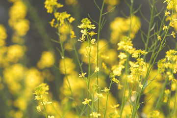 Obraz premium 皇居の菜の花