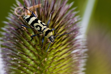 Chlorophorus varius / Clyte varié