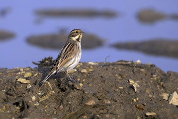 Emberiza schoeniclus / Bruant des roseaux / Femelle