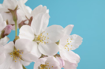 Fototapeta na wymiar 桜の花