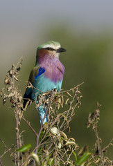 Coracias caudatus / Rollier à poitrine lilas / Rollier à longs brins