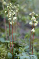 Pyrola chlorantha / Pyrole à feuille verdâtre / Pyrole verdâtre