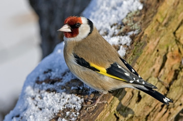 Carduelis carduelis / Chardonneret élégant