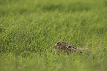 Lepus europaeus / Lièvre commun