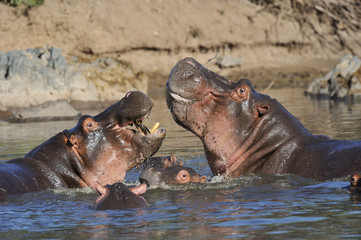Hippopotamus amphibius / Hippopotame amphibie