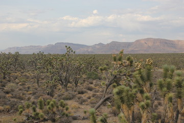 Naklejka premium Joshua trees near Grand Canyon