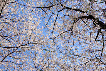 Obraz premium 青空と桜