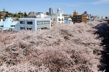 Obraz na płótnie Canvas 目黒側の桜並木
