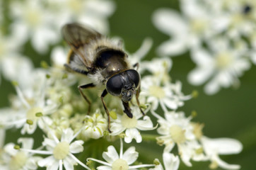 Merodon equestris / Mouche des narcisses