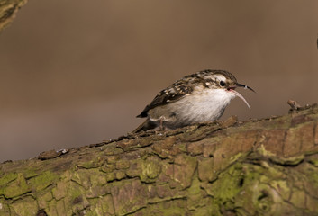 Certhia familiaris/ Grimpereau des bois